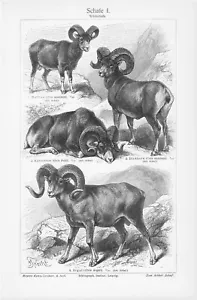 1905 WILD SHEEP MARCO POLO BIGHORN MOUNTAIN ENGRAVING ILLUSTRATION PRINT 1 Page - Picture 1 of 3