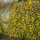 Jasminum nudiflorum Winterjasmin Lieferhöhe 40-60 cm Winterblüher Strauchform