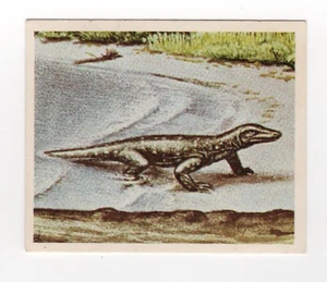 Nabisco Australia 1970 #08- Monitor Lizard - Picture 1 of 2