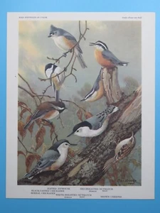 Chickadee, Titmouse, Nuthatch, Creeper 1960 original 6-1/2"x8-1/2" - Imagen 1 de 2