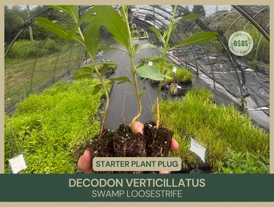 Decodon verticillatus | Swamp Loosestrife | Starter Plant Plug | Water Willow - Image 1 of 4
