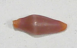 CRENAVOLVA STRIATULA 7,44mm SCHÖNES EXEMPLAR Shoal Point, Nr. Qld., Australien - Bild 1 von 2