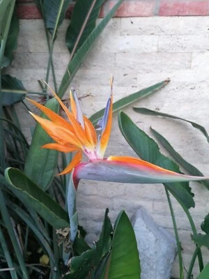 10 semillas de ave del paraíso Strelitzia reginae, planta en maceta  - Imagen 1 de 3