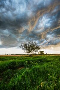 Country Photography Print - Vertical Picture of Tree Under Stormy Sky in Kansas