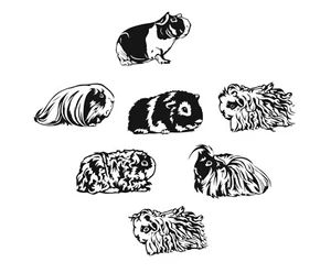 Meerschweinchen Vinyl Aufkleber Lunkarya Alpaka peruanischer Teddy Sheltie Merino dünnes Schwein - Bild 1 von 16