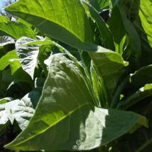 Virginia gold leaf tobacco 300+ PCS fresh seeds, Nicotiana tabacum, Tobacco - Picture 1 of 5