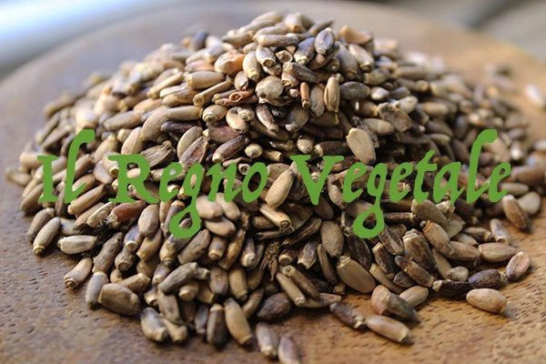 IL REGNO VEGETALE CARDO MARIANO Frutti Fegato Protettivo Epatite Alcolismo Cirrosi 100/500/1Kg