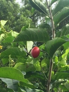 PEANUT BUTTER TREE/RARE FRUIT TREE (BUNCHOSIA GLANDULIFERA) 6 INCHES OR TALLER - Picture 1 of 6