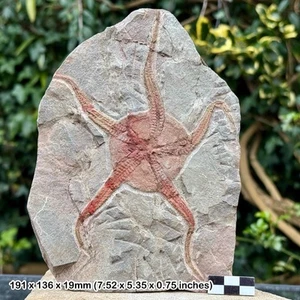 Fossil Sprödstern (Ophiura) - Ordovizium Meeresfossil aus dem Draa-Tal, - Bild 1 von 1