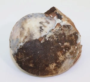 Ammonit, Pseudosageceras multilobatum, Trias, Lidak, Timor, Indonesien-m324 - Picture 1 of 5