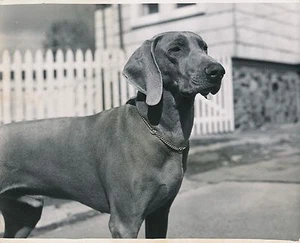 BRAQUE DE WEIMAR c. 1950 - Chien de Chasse Neimaraner Grand Format - CH 32 - Picture 1 of 2
