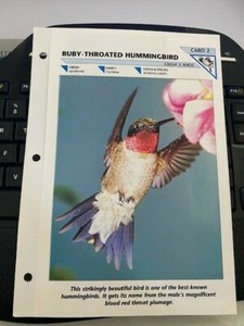 RUBY THROATED HUMMING BIRD CARD 12 Wild Life Fact File Animal Card School Insert