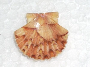 PECTEN JACOBAEUS AMAZING PATTERN - Picture 1 of 2