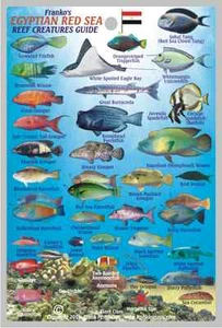 Franko Egypt Red Sea Reef Creatures Guide Waterproof Fish ID Card 4" x 6" - Imagen 1 de 2