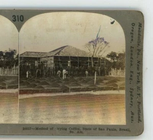 Coffee State of Sao Paulo Brazil Keystone Stereoview - Picture 1 of 3