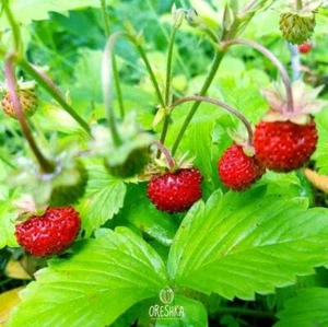 Wild Strawberry Fragaria vesca 30+ PCS / 300 PCS fresh seeds, organic seeds - Picture 1 of 9