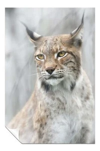 Póster artístico retrato lince en la niebla arte de pared decoración del hogar - Imagen 1 de 4
