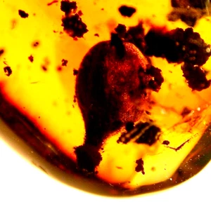 Leaf with Plant Stem in Dominican Amber Fossil Gemstone - Picture 1 of 8