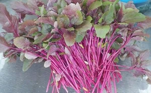 Lal Shak - Red Amaranth Spinach Leaf বাংলাদেশী লাল শাক বিচি - Picture 1 of 3