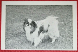 JAPANE28MSSE CHIN Vintage 1955 Dog Photo Card FE28MS - Picture 1 of 2