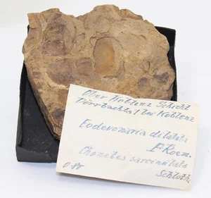 Brachiopodi, Choneti, Eodevonaria, Devon, Ems, Dörrbachtal, Repubblica Federale Tedesca -eb8174 - Foto 1 di 5