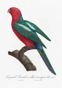 Pl No. 55 Australian King parrot History of Parrots by Francois Levaillant Repro - Picture 1 of 2