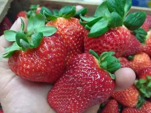 FRAGOLA GIGANTE MAXIM, 50 SEMI + OMAGGIO - Imagen 1 de 1