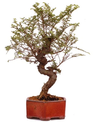 Bonsai - Ulmus parvifolia 'Seiju', Chinesische Ulme, sehr kleine Blätter 220/91 - Bild 1 von 4