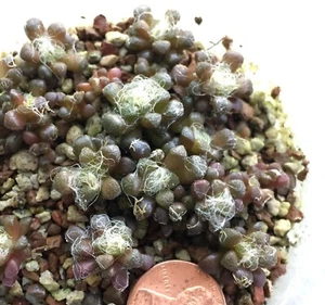 Succulent Plant--Anacampseros albidiflora N Seekoigat--ONE PLANT from POT! - Picture 1 of 1