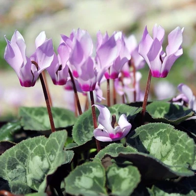 Fácil de cultivar Cyclamen Cilicium Resistente 3 bulbos de plantas, sombra otoño invierno zonas 5-9 Foto 1 de 3