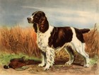 English Springer Spaniel - CUSTOM MATTED - Dog Art Print - Megargee CLEARANCE