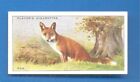 No 11 THE FOX ANIMALS OF THE COUNTRY SIDE CIGARETTE CARD 1939