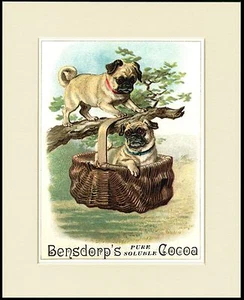 PUG CUTE LITTLE DOGS ON COCOA ADVERT LOVELY DOG PRINT MOUNTED READY TO FRAME - Picture 1 of 1