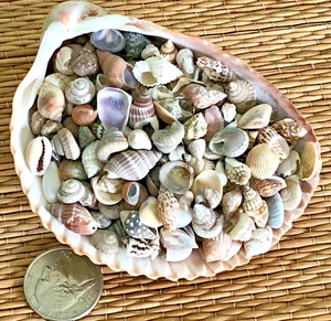 1 FLORIDA COCKLE SHELL FILLED WITH TINY SEA SHELLS - Picture 1 of 7