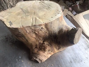 Holly Wood,knotty Holly,holly Turning Wood,knott Wood,free Delivery - Picture 1 of 4