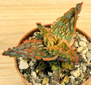 Aloe TCT Rossa ,  pot 6,5 cm  (cod.Y0025) - Picture 1 of 5