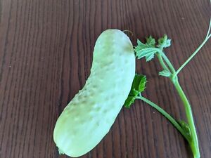 SEED-Cucumber -Try Some White Cucumbers for a Change from Green- Heirloom Rare