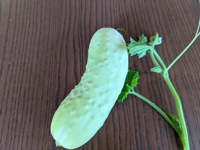 SEED-Cucumber -Try Some White Cucumbers for a Change from Green- Heirloom Rare - Image 1 of 4