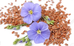 Linum usitatissimum gewöhnlicher Flachs Wildblume Leinsamen Pflanzen Leinsamen Samen 100g - Bild 1 von 3