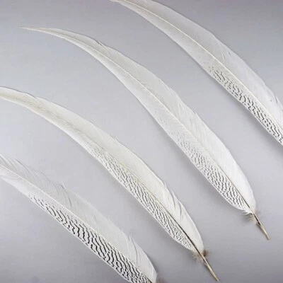 FAISÁN PLATEADO Plumas Naturales 25-30 (Artesanía/Sombreros/Halloween) VARIAS CANTIDADES Foto 1 de 4