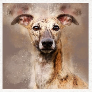 Dog - Whippet Fabric Craft Panels in 100% Cotton or Polyester - Picture 1 of 3