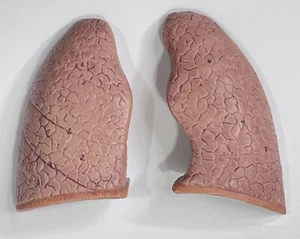 3B Scientific - Lungs Spare Part for Human Muscle Model B55 Anatomy Set - lung - Picture 1 of 15