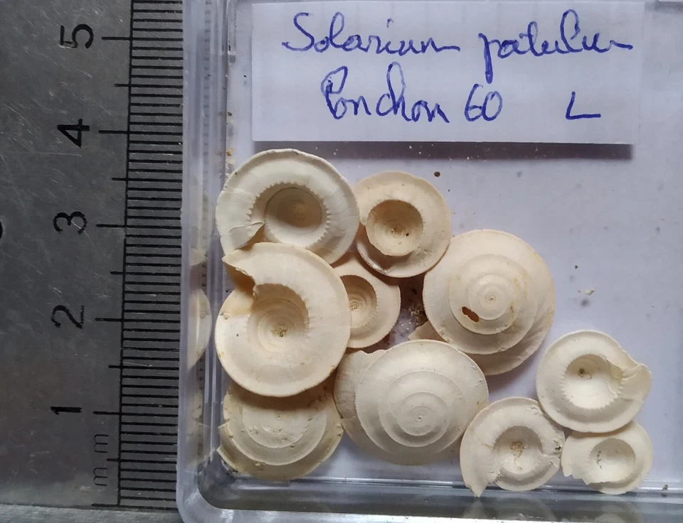 COLLECTION  COQUILLAGES FOSSILES : SOLARIUM PATULUM, lot de 2 - Photo 1/1