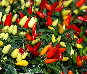 PEPERONCINO PEPE ORNAMENTALE FUOCO PRATERIA Capsicum Annuum - 100 semi sfusi - Foto 1 di 1