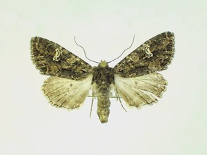 Polymixis iatnana weiblich Erebidae Noctuidae aus Zypern - Bild 1 von 1