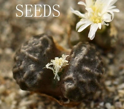SEEDS - Conophytum rugosum 5seeds - Image 1 of 3