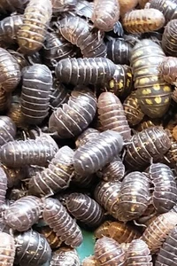 50+ Pill Bugs Land Isopods Terrarium Cleaner Roly Poly Armadillidium Vulgare - Picture 1 of 4