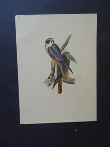 FRENCH SCHOOL 19thC - STUDY OF BIRDS - MAGNIFICENT WATERCOLOR - Picture 1 of 8