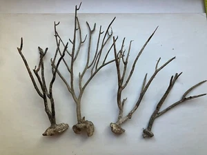 Lotto 4 Frusta Mare Legno Legno Legno Ventaglio Albero Pianta Secca Spiaggia Conchiglie Decorazione Nautica - Foto 1 di 4