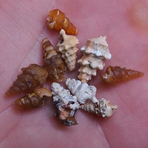 10pcs 13-19mm Gastropod Transparent Fossil Chalcedony mineral Agate Jurassic1381 - Picture 1 of 6